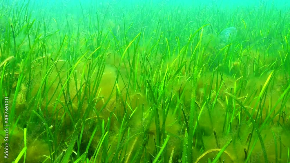 Zostera seagrass and green algae (Cladophora, Ulva) on the seabed, Black Sea Zostera seagrass and green algae (Cladophora, Ulva) on the seabed, Black Sea