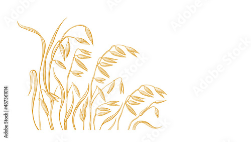 Golden oats. Gathering grains on the field. Sketch