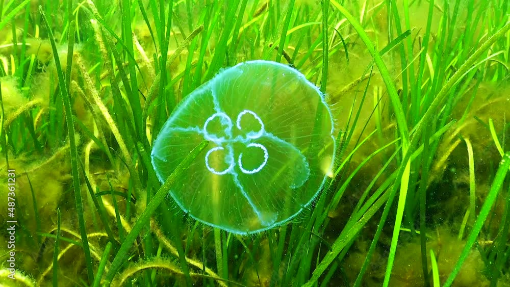 Aurelia aurita (also called the moon jelly, moon jellyfish, common