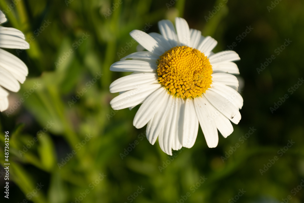 Daisy flower standing on a meadow. Camomile flower on summer filed. Chamomile with white petals in grass for poster, calendar, post, screensaver, wallpaper, postcard, card, banner, cover, website Daisy flower standing on a meadow. Camomile flower on summer filed. Chamomile with white petals in grass for poster, calendar, post, screensaver, wallpaper, postcard, card, banner, cover, website