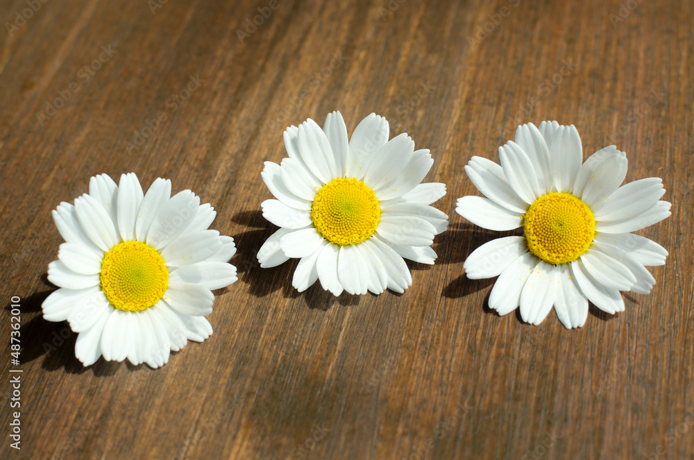 Fototapeta premium Three chamomile flowers on a brown wooden background close-up