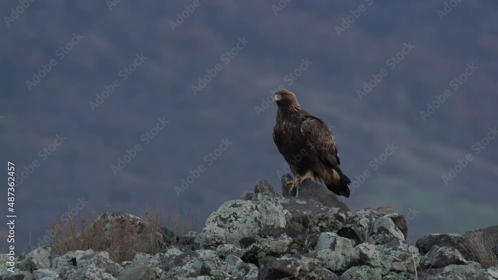 Eastern Rhodopes rock with eagle. Flying bird of prey golden eagle with large wingspan, photo with cow during winter, stone mountain, Rhodope Mountains, Bulgaria wildlife. Cow carcass. Eastern Rhodopes rock with eagle. Flying bird of prey golden eagle with large wingspan, photo with cow during winter, stone mountain, Rhodope Mountains, Bulgaria wildlife. Cow carcass.