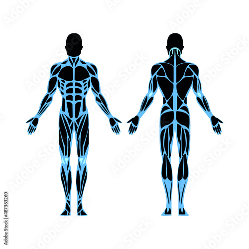 Anatomy of the male and female bodies. X-ray of a person. Colorful flat illustration.