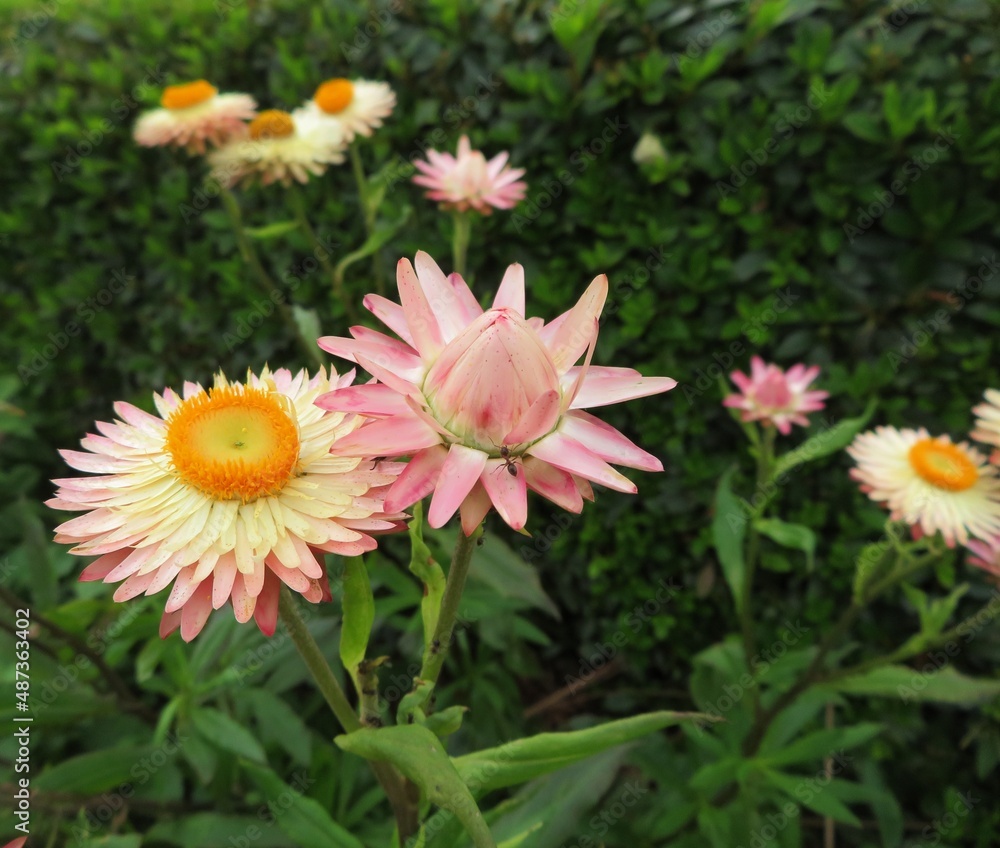 Fototapeta premium pink and white strawflower (Helichrysum)