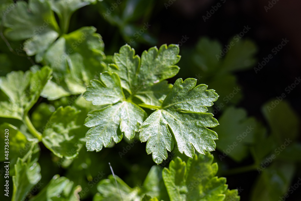 Close de folha de salsinha no sol