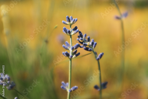 Amazing lavender flowers on blurred background. Close-up lavender stalks on yellow backdrop for publication, design, poster, calendar, post, screensaver, wallpaper, postcard, card, banner, cover