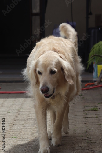 Portrait of Golden Retrivier dog