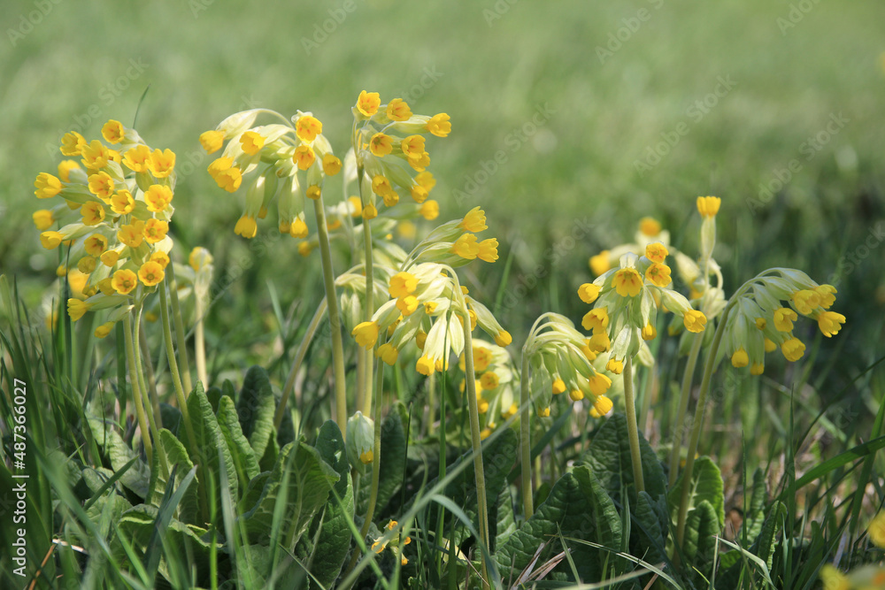 gelb blühende echte schlüsselblumen in ihrem Habitat gelb blühende echte schlüsselblumen in ihrem Habitat
