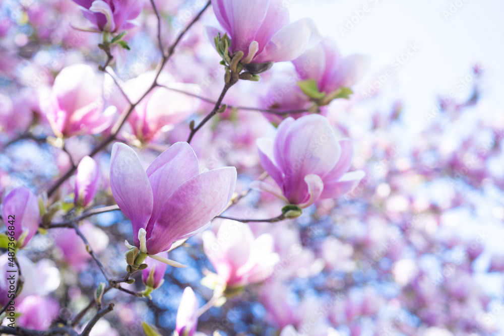 pink flowers of blooming magnolia tree in spring. macro