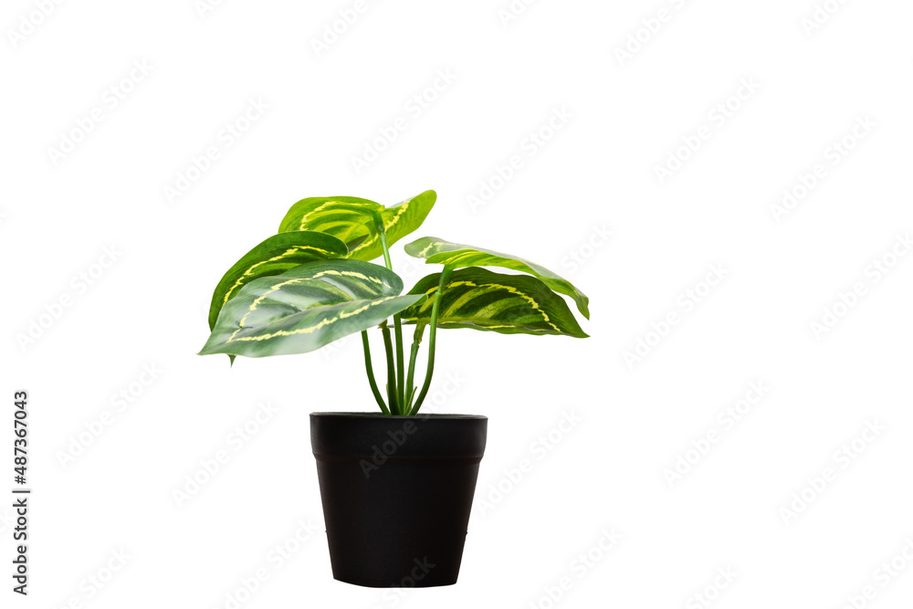 Spotted betel in a pot on a white background Spotted betel in a pot on a white background