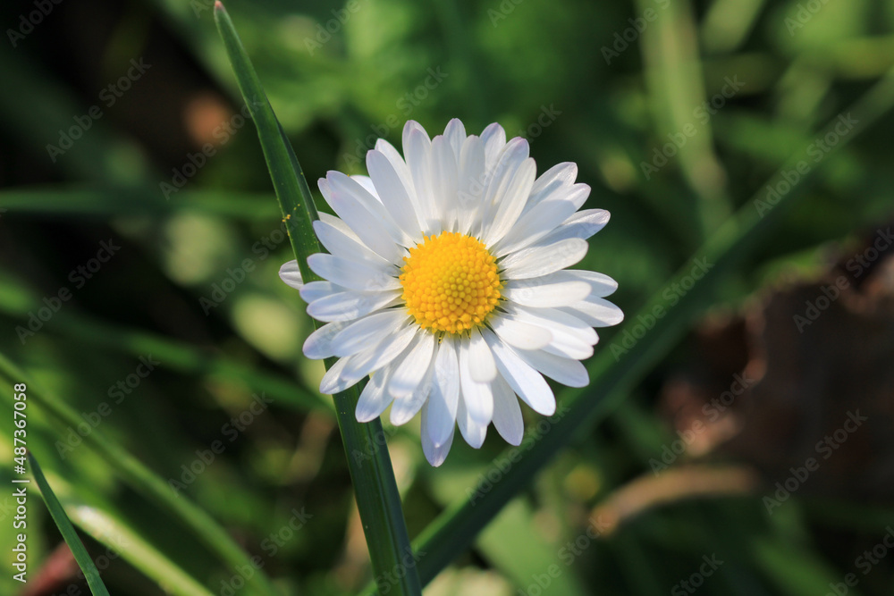 Natural Bellis Perennis Macro Photo Natural Bellis Perennis Macro Photo