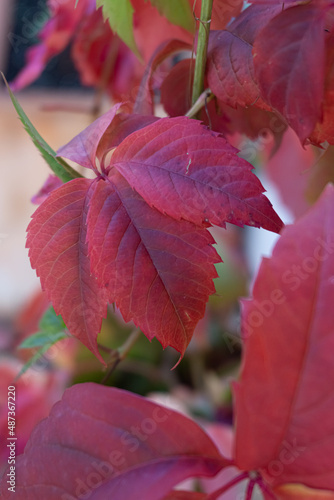 Close-up three red ivy leaves in a floral garden. Beautiful hemigraphis colorata plant 