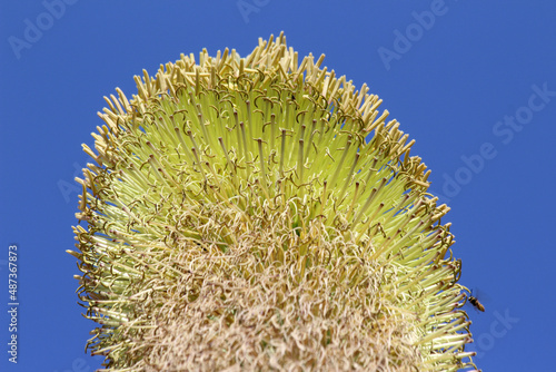 agave titanota