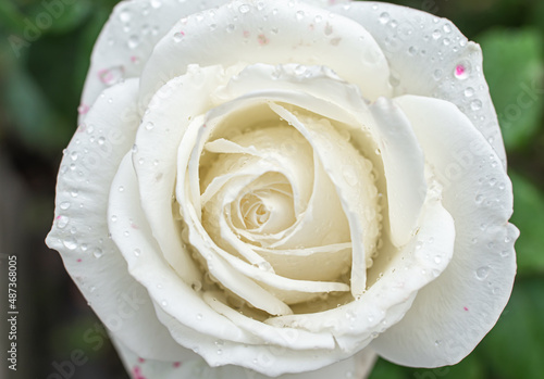 white roses in the garden with raindrops