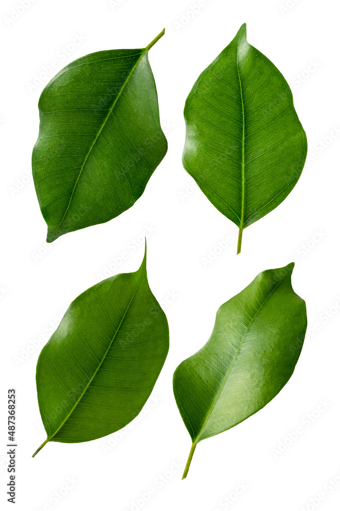 Green leaves set isolated on white. Ficus leaf levitating. Green leaves set isolated on white. Ficus leaf levitating.