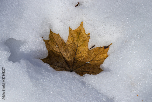 Old Maple leaf on melting spring snow in the forest