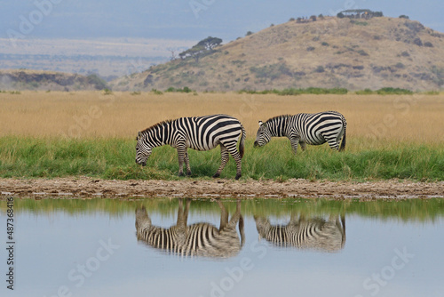 Zebras by water hole.