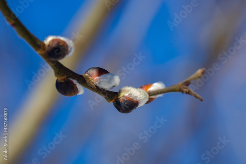 Willow earrings in the march forest against the blue sky