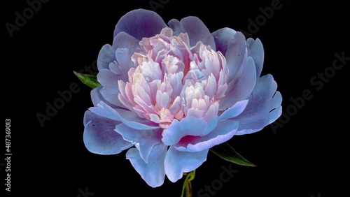 Timelapse of spectacular beautiful blue peony flower blooming on black background. Mothers Day concept. Holiday, love, birthday design backdrop photo