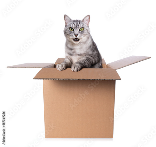 Cat looks out of a box isolated on white