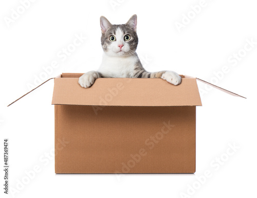 Kitten looks out of a box isolated on white photo