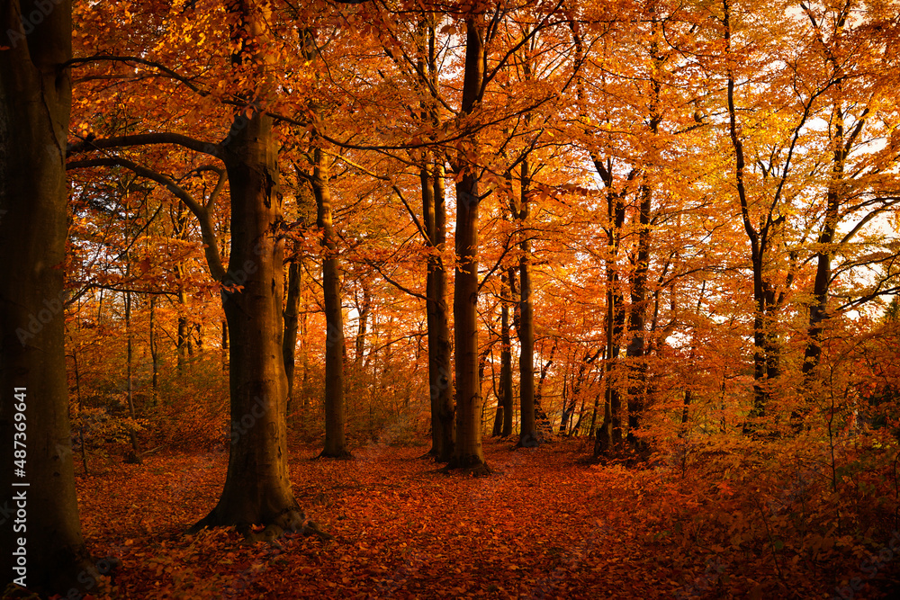 las bukowy jesienią