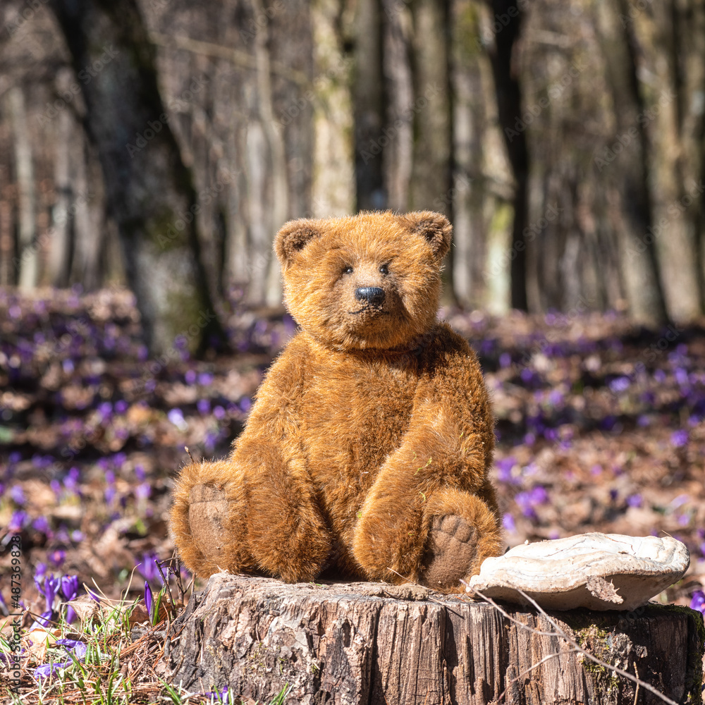 Cute teddy bear in the sunny spring forest among beautiful violet crocus or saffron flowers, scenic outdoor background