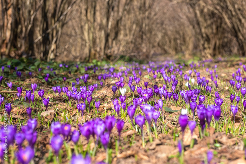 Sunny flowering glade with wild growing rare violet crocus or saffron flowers, early spring in Europe. Natural outdoor floral background