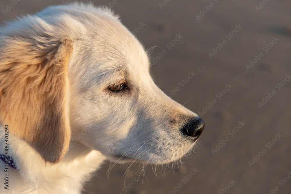 Close up portrait image of Golden Retreiver puppy at beach 