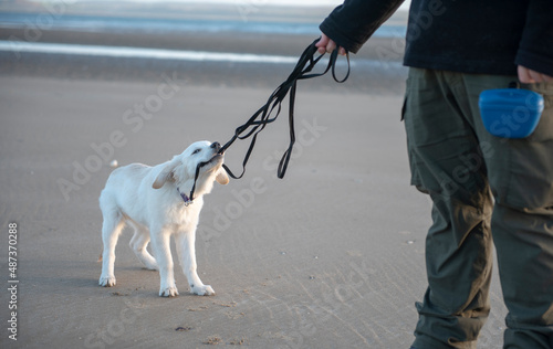 Naughty young Golden Retriever puppy bitting at pulling at training lead at beach 