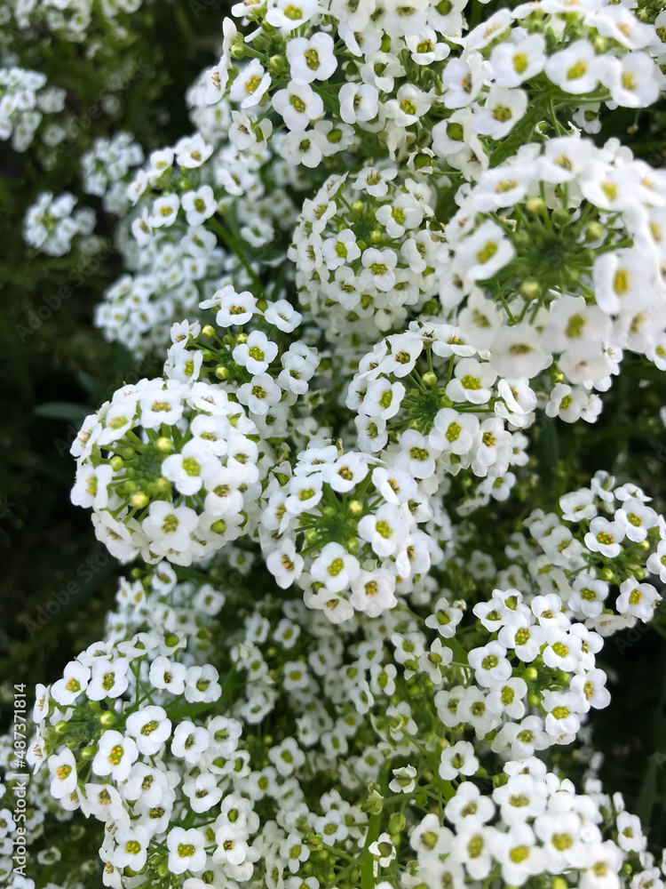 White Alyssum flower in the garden White Alyssum flower in the garden