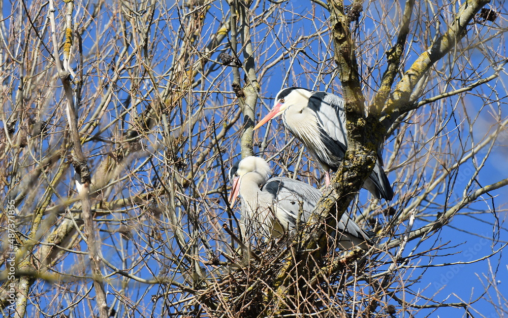 Graureiher beim Nestbau