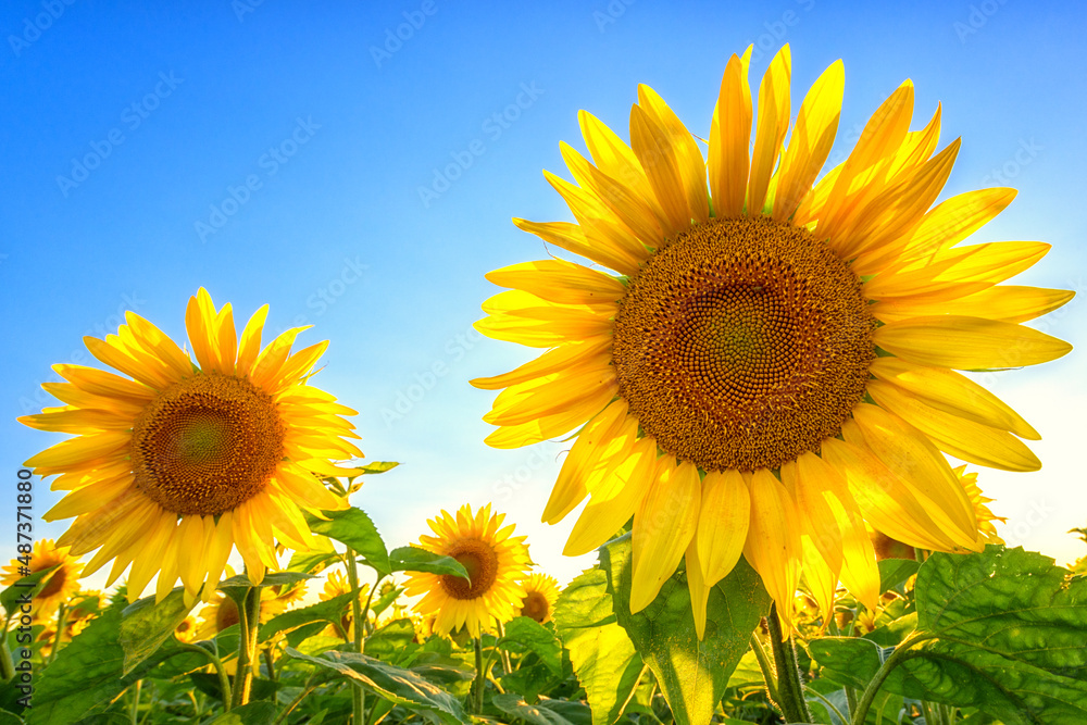 Scenic view of sunflowers or helianthus yellow flowers against blue sky background, agricultural summer field at sunset, symbol of sun energy Scenic view of sunflowers or helianthus yellow flowers against blue sky background, agricultural summer field at sunset, symbol of sun energy