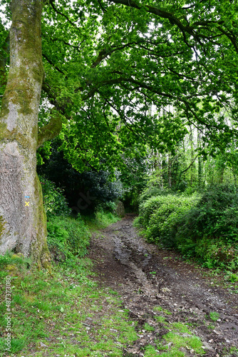 Locronan  France - may 16 2021   path in a forest