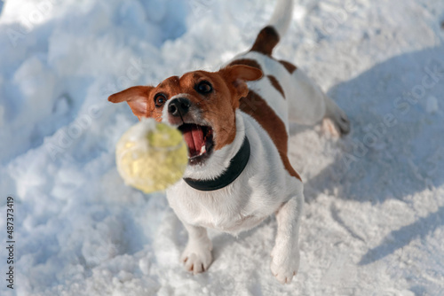 jack russell terrier playing