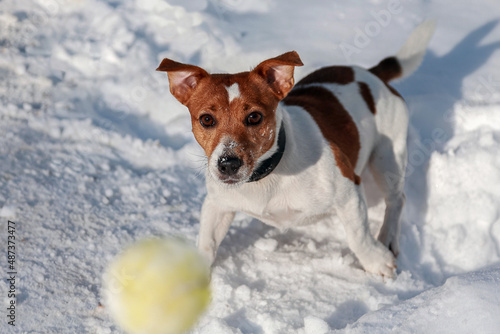 Fototapeta Naklejka Na Ścianę i Meble -  dog playing in snow