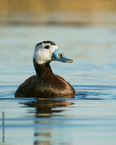 White Headed Duck
Oxyura leucocephala