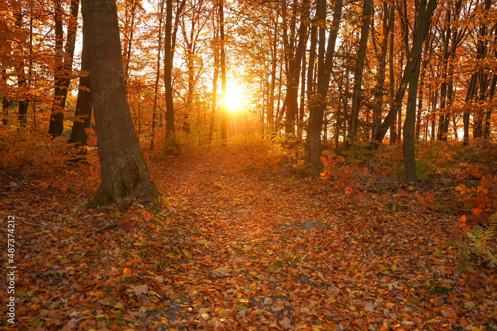 Obraz premium zachód słońca w lesie