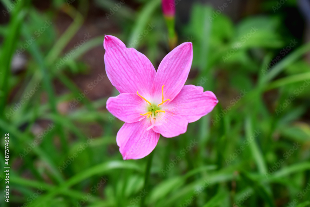 Beautiful Purple rain lily flower of Zephyranthes on green leaves nature blurred background. Purple rain flowers in Thailand. Beautiful Purple rain lily flower of Zephyranthes on green leaves nature blurred background. Purple rain flowers in Thailand.