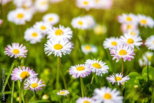 White small daisies blooming on grass background