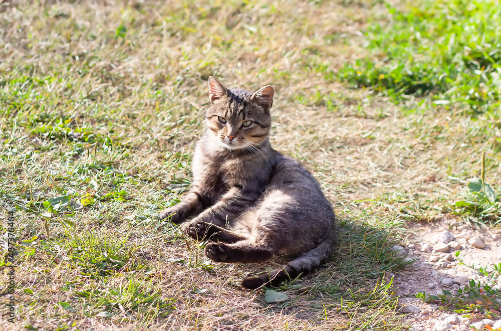 Domestic cat basks in the spring sun outdoors. 