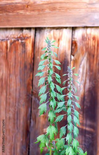 Motherwort on wooden wall background. Medical plant.  © pictures_for_you