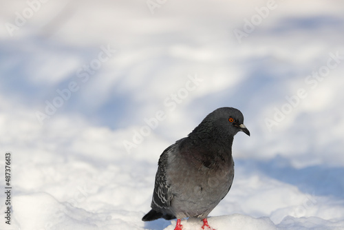 close-up of a lonely pigeon on a white background