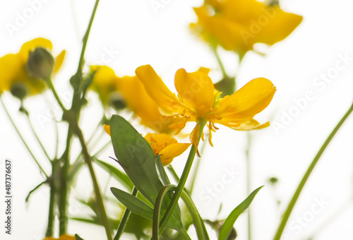 Fototapeta Naklejka Na Ścianę i Meble -  Ranunculus yellow flowers. 