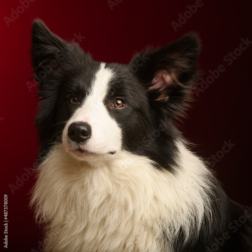 a portrait of a dog in the studio © eranyardeni