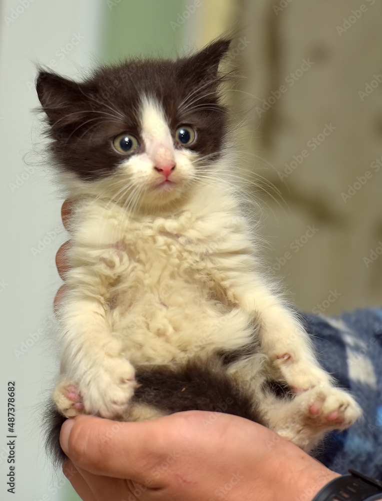 little black and white fluffy kitten in hands