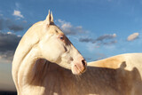 white horse portrait, portrait of the most beautiful horse in a winter coat, pearl suit of a horse,