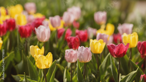 Bunte Tulpen