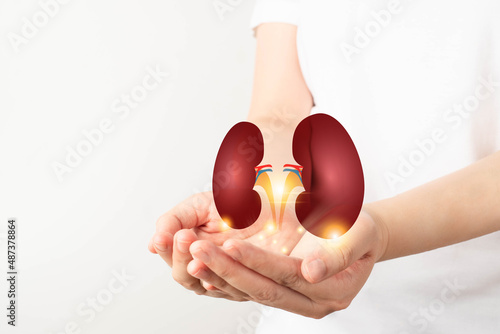 World kidney day. Woman hands holding healthy kidney anatomy. Kidney disease treatment, renal transplant or organ donation concept. photo
