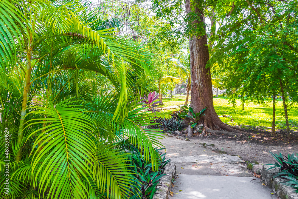 Obraz premium Tropical jungle plants trees walking trails Muyil Mayan ruins Mexico.